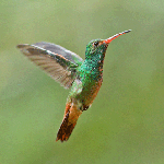 Hummingbird