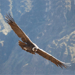 Eagle  Condor